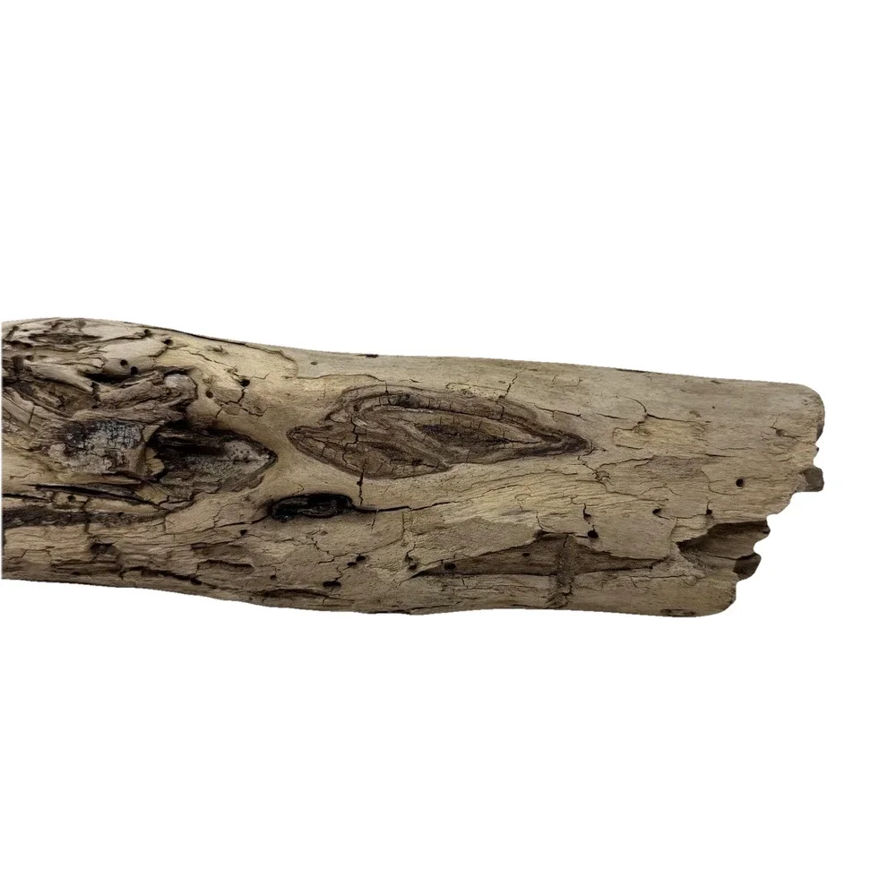 California Coast Driftwood Log – Sculpted Erosion Cavities 14” Natural